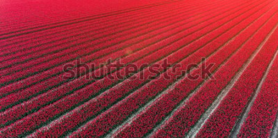 Papier peint  Champ de tulipes rouges aux Pays-Bas
