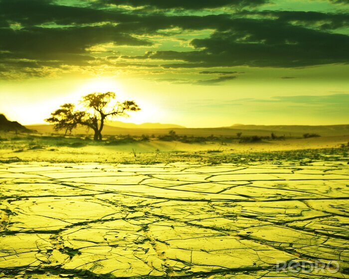 Papier peint  Champ désertique