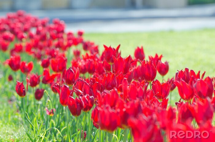 Papier peint  Champ ensoleillé avec des fleurs de tulipes
