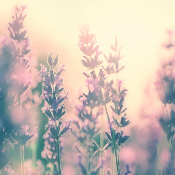 Papier peint  Champ ensoleillé nature