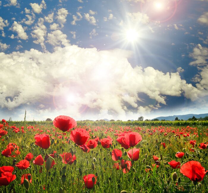 Papier peint  Champ et ciel ensoleillé