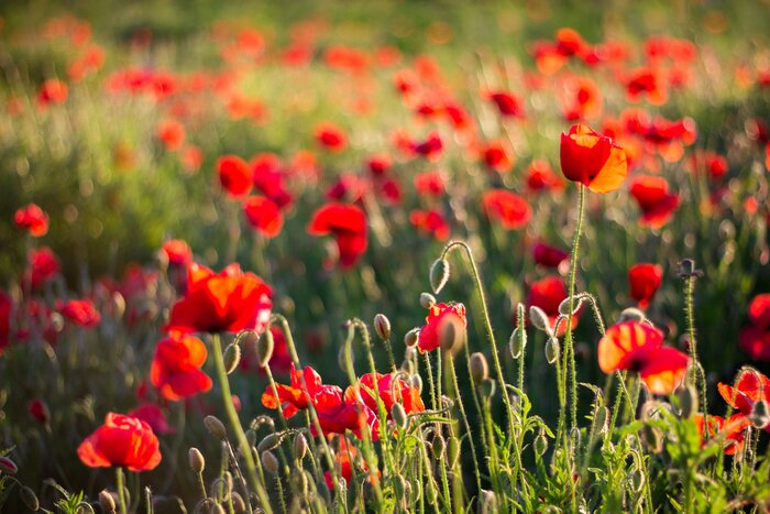 Papier peint  Champ et coquelicots rouges