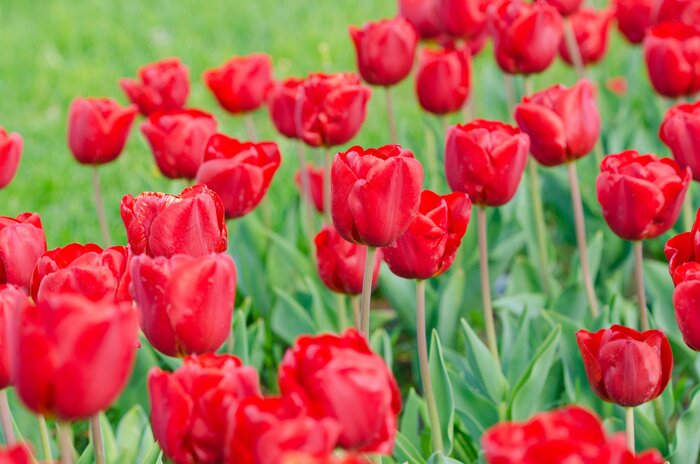 Papier peint  Champ fleurs rouges