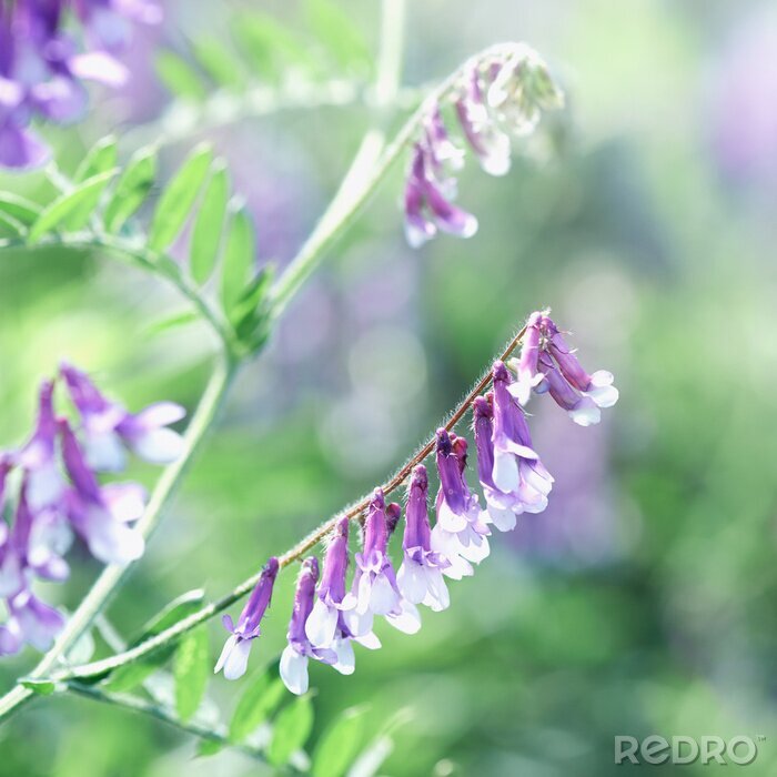 Papier peint  champ nature