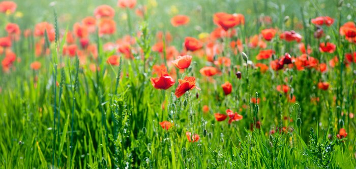 Papier peint  Champ naturel avec des fleurs