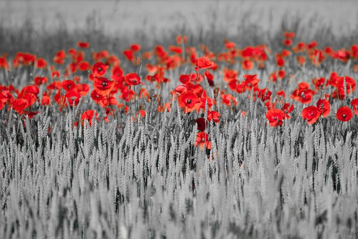 Papier peint  Champ noir et blanc avec des coquelicots rouges