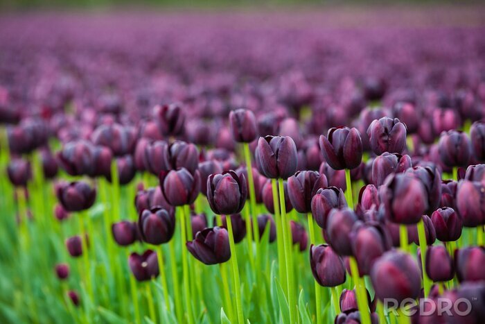 Papier peint  Champ plein de tulipes violettes