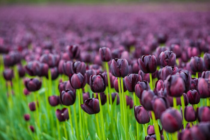 Papier peint  Champ plein de tulipes violettes