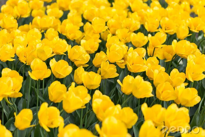 Papier peint  Champ rempli de tulipes jaunes