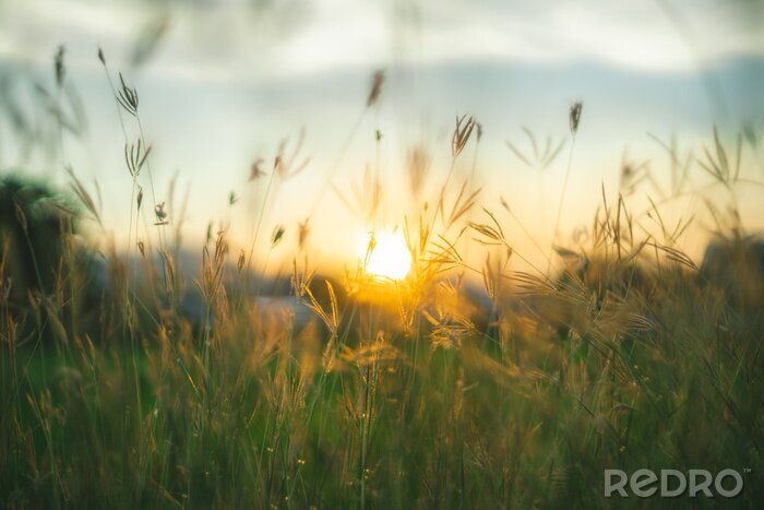 Papier peint  Champs d'herbes sur fond de coucher de soleil