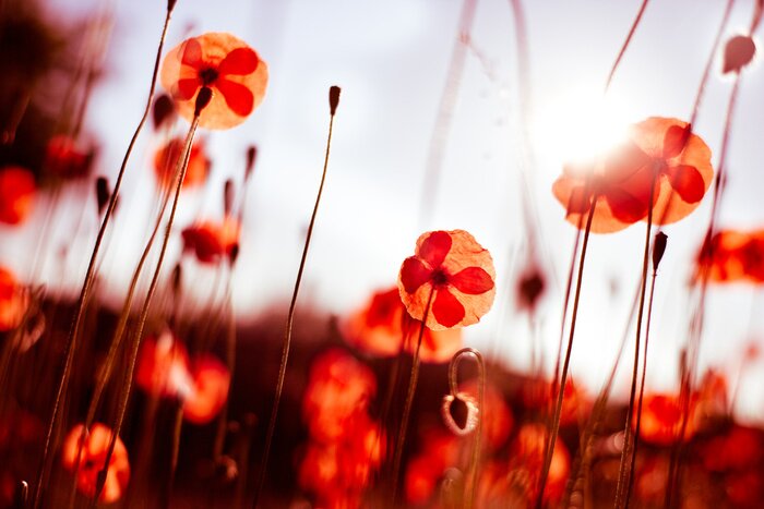 Papier peint  champs de coquelicots