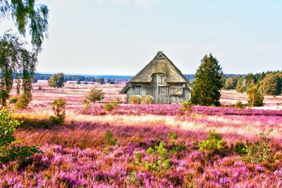 Papier peint  Champs de fleurs un chalet au milieu