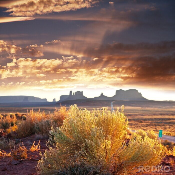 Papier peint  Champs secs, roches et plantes