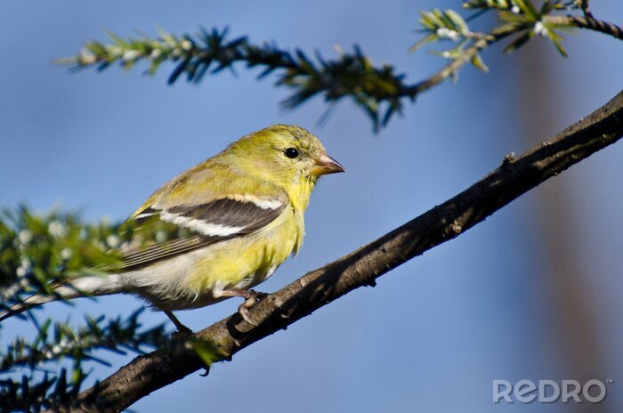 Papier peint  Chardonneret élégant assis sur une branche