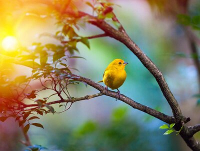 Charmant oiseau et rayons de soleil