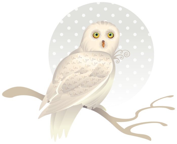 Papier peint  Charmante chouette blanche sur une branche