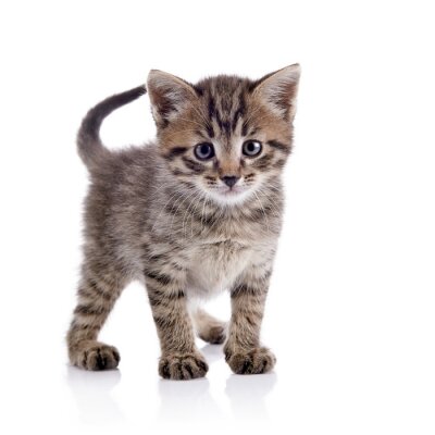 Papier peint  Chat à rayures sur fond clair