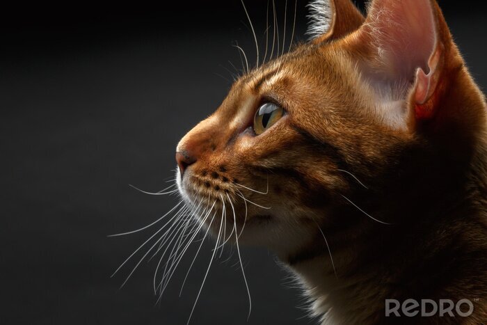 Papier peint  Chat bengal sur fond sombre