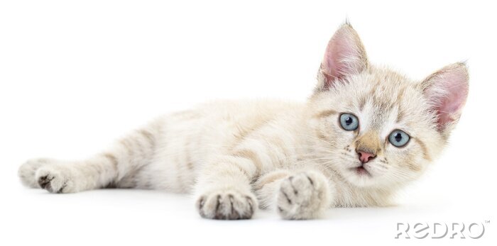 Papier peint  Chat blanc couché sur le côté avec ses pattes tendues