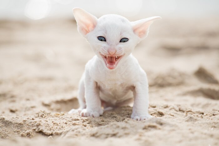 Papier peint  Chat blanc sur le sable