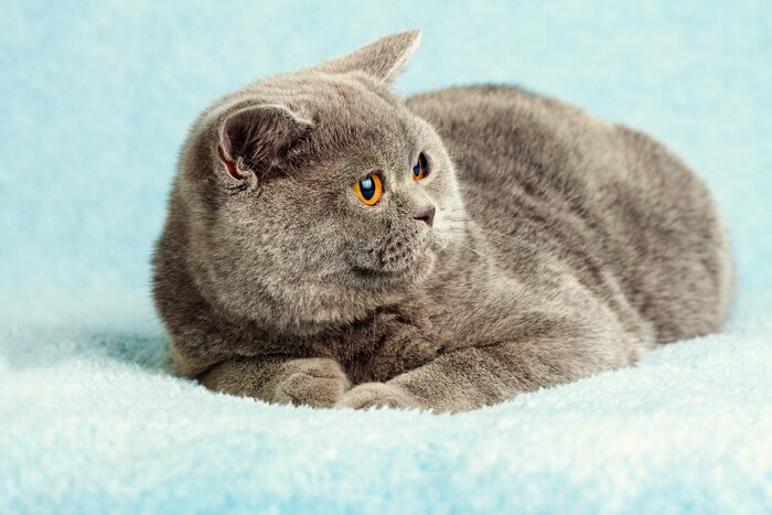 Papier peint  Chat britannique sur une couverture