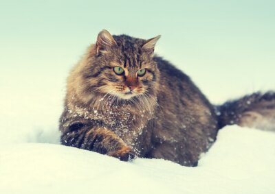 Papier peint  Chat de Sibérie dans la neige