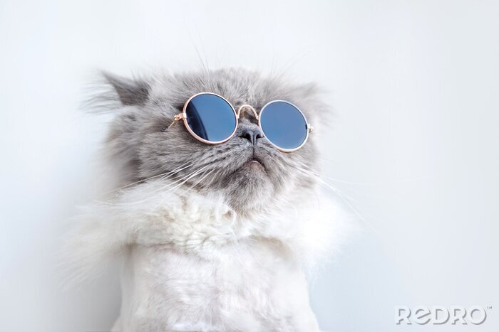 Papier peint  Chat drôle avec des lunettes