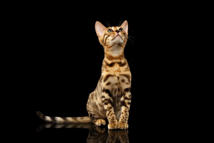 Papier peint  Chat du Bengale sur fond noir