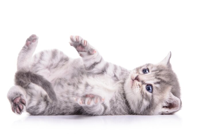 Papier peint  Chat gris sur fond clair