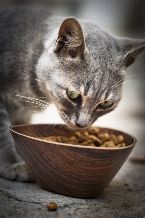 Papier peint  Chat mangeant są pâtée