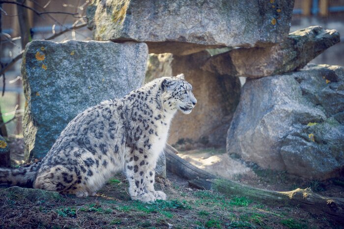 Papier peint  Chat sauvage assis devant les rochers