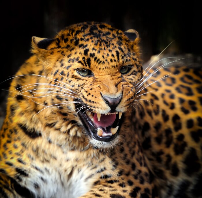 Papier peint  Chat sauvage montrant ses dents
