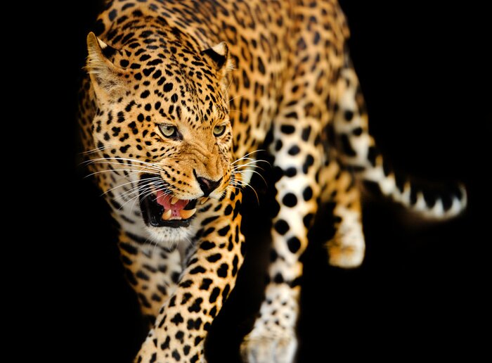 Papier peint  Chat sauvage sur fond noir