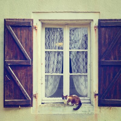 Chat sur le rebord d'une vieille fenêtre