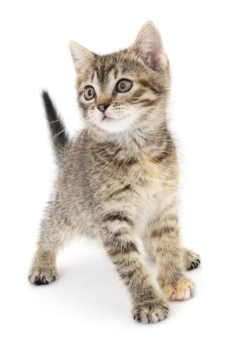 Papier peint  Chat tout petit 3D