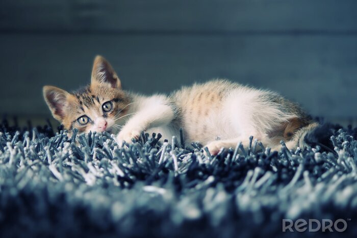 Papier peint  Chaton couché animal