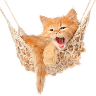 Sticker  Chaton roux mignon dans un hamac