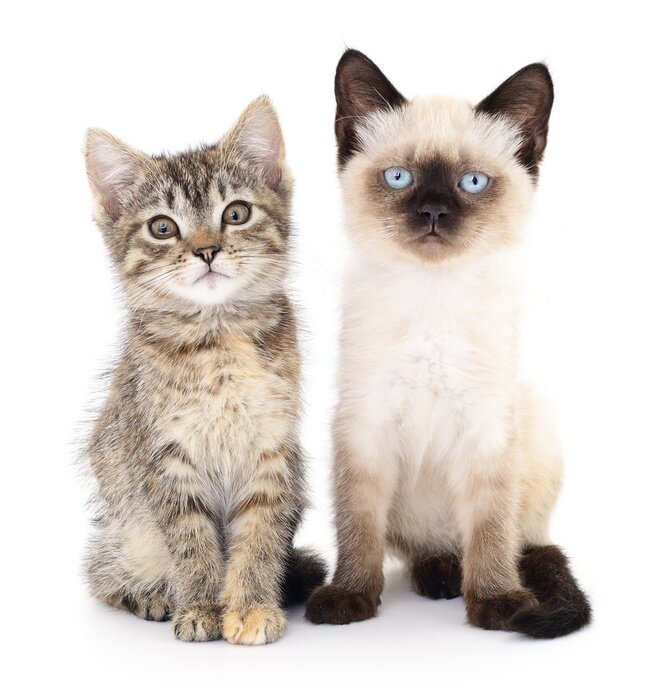 Papier peint  Chats 3D avec des lunettes