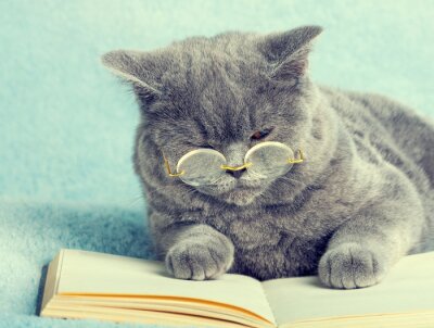 Chats concentré chat dans des verres par le livre