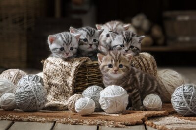 Chats drôles avec des fils de laine