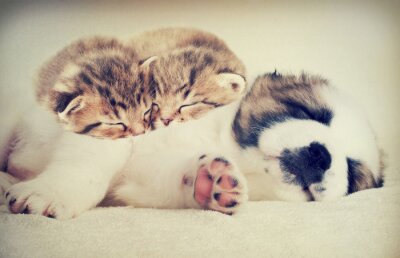 Chats et chiens endormis