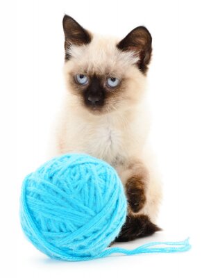 Chats siamois avec une pelote de laine bleue
