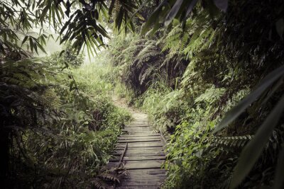 Papier peint  Chemin à travers la jungle tropicale