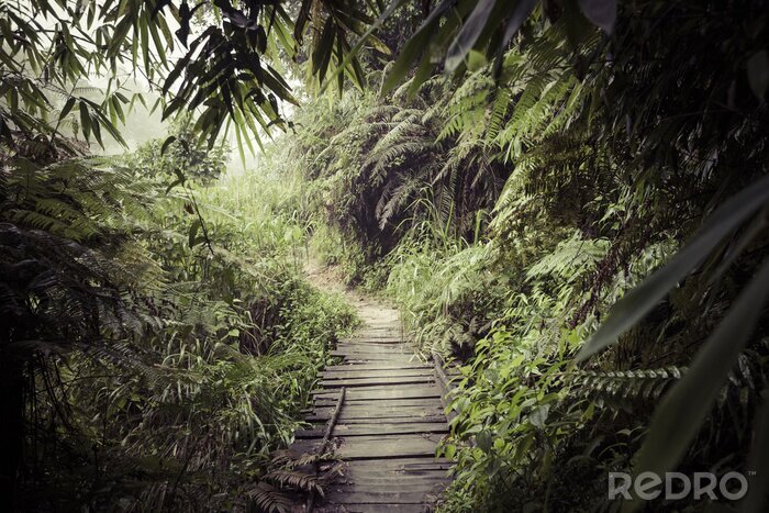 Papier peint  Chemin à travers la jungle tropicale