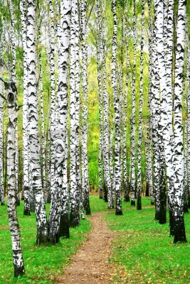Papier peint  Chemin à travers un bosquet de bouleaux