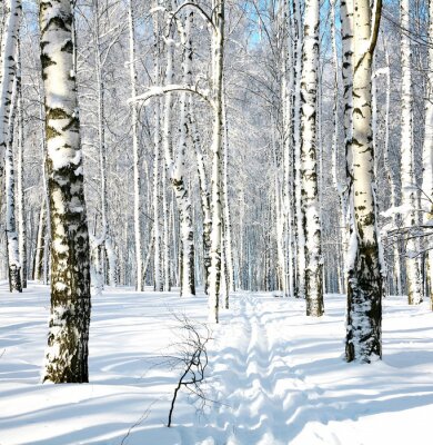 Chemin à travers une forêt de bouleaux en hiver