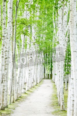 Papier peint  Chemin avec des bouleaux