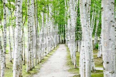 Papier peint  Chemin blanc près des bouleaux