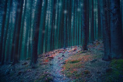 Chemin coloré dans une forêt sombre