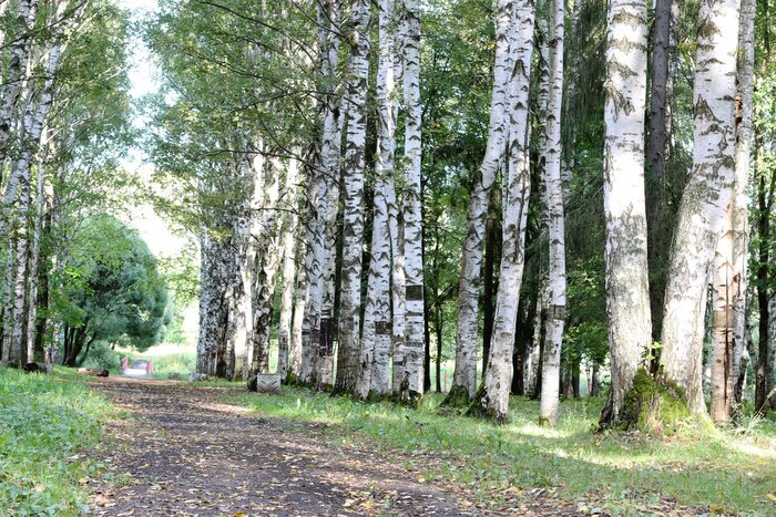Papier peint  Chemin dans le parc près des bouleaux